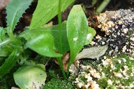 Image result for Ophioglossum reticulatum