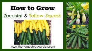 Check spelling or type a new query. How To Grow Zucchini And Yellow Squash