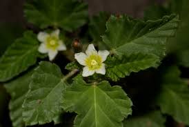 Image result for Melochia corchorifolia