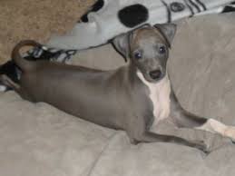 **only one puppy still available** elvira is a red and white italian greyhound female puppy that is ready for her new home december, twenty ten. Italian Greyhound Miniature For Sale Online