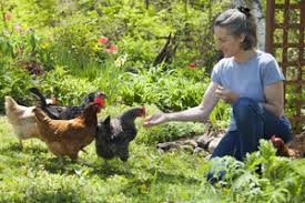 Sie möchten hühner halten doch wissen nicht was einen guten hühnerstall ausmacht? Huhner Halten Im Garten Tipps Und To Dos In Der Schweiz
