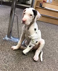 The origins of the great dane go nearly as far back as any other dog breed. Indiana Man Makes Prosthetic Legs For Great Dane Puppy With Three Paws Wttv Cbs4indy