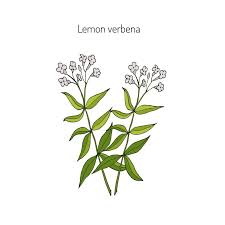 Whether this is true, i haven't been able to determine with. Lemon Verbena Earth To Kathy