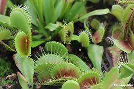 Plante carnivore tout sur cette plante qui capture les proies. Plantes Carnivores Entretien Et Culture D Especes Representatives Plantopedia