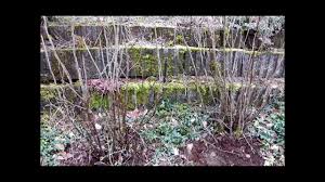 Ist dies nicht der fall, entstehen beim schneiden risse im holz, durch welche bakterien und pilze in die pflanze eindringen können. Johannisbeeren Schneiden Die 2 Wichtigsten Punkt Fur Eine Reiche Ernte