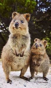 Mother And Baby Quo Funny Animals Picturesofbabyanimals Mother And Baby Quo Baby Funnyanimals Mother Pictu I 2020 Gulliga Djurungar Sotaste Djuren Djurungar