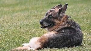 Check spelling or type a new query. Champ Biden President Joe Biden S Oldest Dog Dies At 13