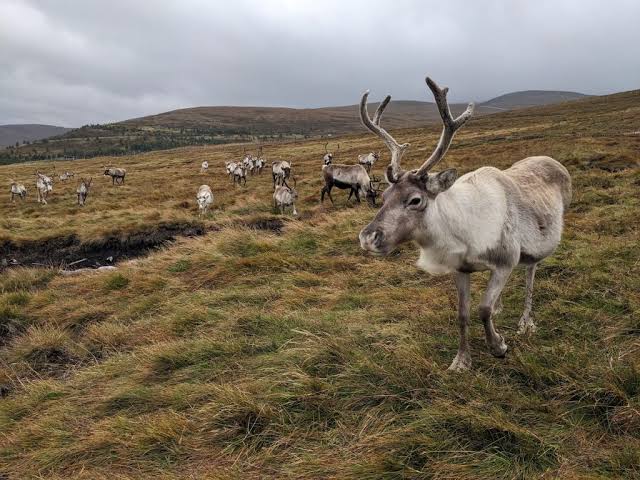 Photo Blog: September 2023 - The Cairngorm Reindeer Herd