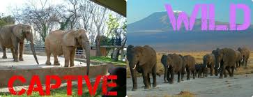Empty The Cages And Tanks Here S The Truth About The Lives Of Animals In Captivity Versus The Wild Animals Orcas In Captivity Nature Animals