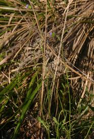 Image result for Crassocephalum rubens