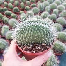 To view publication details for this taxon and related synonyms click here. Mammillaria Spinosissima Un Pico Cristata Giromagi Cactus And Succulents