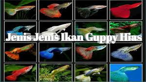 Banyak sekali jenis ikan air tawar, mulai dari ikan hias, hingga ikan untuk dikonsumsi, yang tersebar di lautan indonesia. Jenis Jenis Ikan Guppy Hobi Mancing
