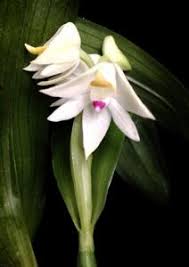 Image result for Polystachya fallax