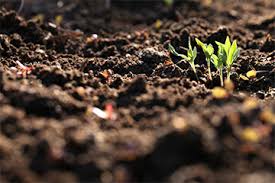 Maybe you would like to learn more about one of these? Lawn Care Service Madison Wi Keyman Fertilization Weed Control