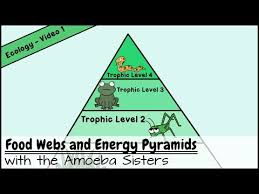 They are called primary carnivores. Amoeba Sisters Food Webs And Energy Pyramids Quiz Quizizz