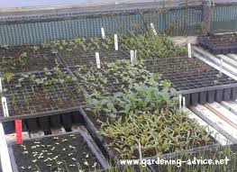 Flowering dogwood trees can be easily grown from seed, however 99.9999% of the seedlings that sprout will be cornus florida, which is white flowering dogwood. How To Grow Flowers Flower Gardening Advice