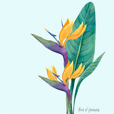 Bird Of Paradise Plant Watercolor Hand Drawn Bird Of Paradise Flower Premium Image By Rawpixel Com Birds Of Paradise Flower Birds Of Paradise Plant Birds Of Paradise