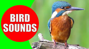 Bird Sounds Birds Singing Listen Bird Sounds For Kids Part 1 Bird Identification Children Learn Common City Birds And Fowls Youtube Bird Identification Birds For Kids Songs For Toddlers
