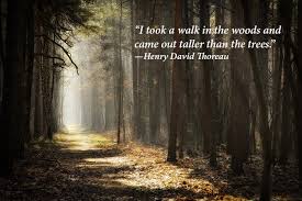 Famous Quotes That Will Inspire You To Spend More Time Among Nature Cottage Life Into The Woods Quotes Wildlife Quotes Nature Quotes