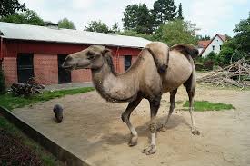 Dromedary camels, which have one hump, and bactrian camels, which have two humps. Camel Zoo Braunschweig Nature Mammal Zweihoeckriges Camel Riders Ride Hump Dromedary Pxfuel