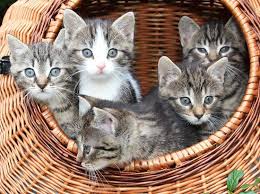 Ich habe 2 katzen 1 jahr in der umgebung freising abzugeben an leute die die ganzen auch raus lassen können bei interesse bitte melden. Wie Das Geschlecht Von Katzen Erkennen