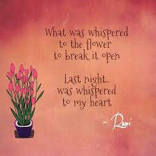 What Was Whispered To The Flower To Break It Open Last Night Was Whispered To My Heart Rumi Rumi Love Quotes Rumi Quotes Rumi Love