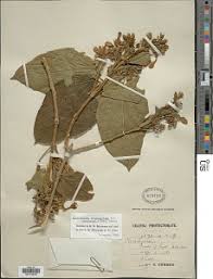 Image result for Clerodendrum tricholobum