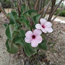 Image result for Adenium boehmianum