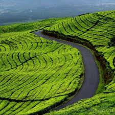 Wisata kebun teh cikuya di cibeber lebak banten adalah salah satu tempat wisata yang berada di kampung cikuya, desa hegarmanah, kecamatan cibeber, kabupaten lebak, banten, indonesia. Fotos En Kebun Teh Puncak Pass Bogor Java Occidental
