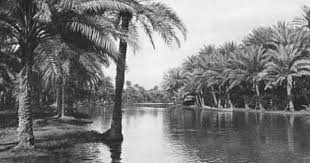 نخيل البصره Photo Historical Pictures Iraq