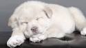 Chusky - PetGuide