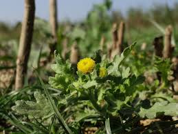 Image result for Grangea