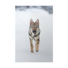 Les caractéristiques suivantes sont les attributs par défaut du familier lorsqu'il atteint le niveau 80. Poster Jeune Male De Czeckhoslovakian Chien Loup Pixers Nous Vivons Pour Changer