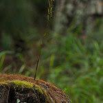 Image result for Cynorkis kassneriana