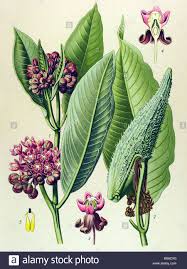 Related Image Asclepias Milkweed Botanical Drawings