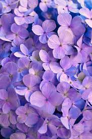 Unique aesthetic designs on hard and soft cases and covers for iphone 12, se, 11, iphone xs, iphone x, iphone 8, & more. Purple Flowers Pictures Download Free Images On Unsplash