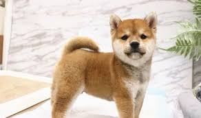 Shiba inu once trained are very affectionate towards the children. Shiba Inu Puppies For Sale Abbeville Sc 213099