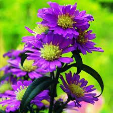 Native varieties have existed since at least the 13th century, while many new varieties were imported from the low countries in the 18th. 50 Most Beautiful Flowers In The World