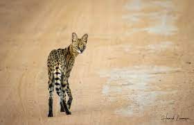 Heinrich Neumeyer Wildlife Photography Facebook
