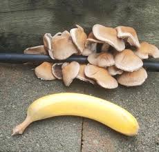 Image result for Siphonochilus longitubus