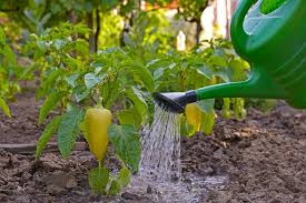 Pepper plants abruptly transitioned to full sun are likely to experience droopiness. How Often To Water Pepper Plants Garden Eco