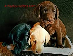 Check spelling or type a new query. Az Firehouse Labs Puppy Love Labrador Puppies Puppies For Sale