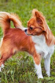 Small Red Dog On A Green Grass Chikhua Hua Chihuahua Chihuahua Chihuahua Dogs Long Haired Chihuahua Puppies