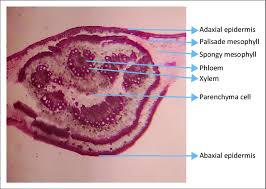 Image result for Isoberlinia doka