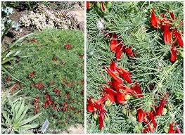 Photo #1/8 of lotus vine (lotus 'amazon sunset'). Plantfiles Pictures Lotus Lotus Vine Parrot S Beak Amazon Sunset Lotus Maculatus By Happenstance