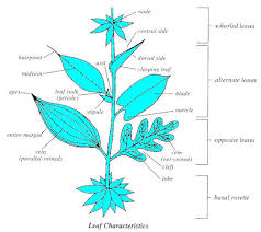 Other plant species have flowers with 3 or 6 petals or even more. Wildflower Identification