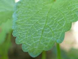 Check spelling or type a new query. Lemon Balm Pictures Flowers Leaves Identification Melissa Officinalis