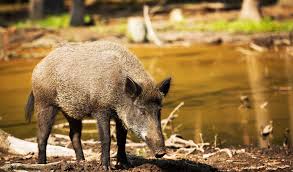 Female wild boars are very protective of their young and can easily be provoked. Wild Boar Facts Diet Habitat Information