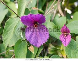 Image result for Dalechampia