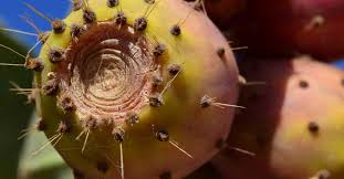 Pronghorns and several others dine on prickly pear pads and/or fruit. Should You Eat Cactus Fruit For Betalain